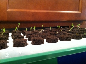 Seeds I planted last week have germinated.