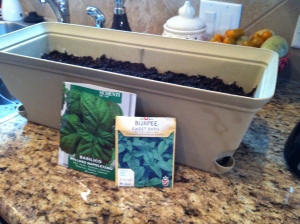I planted two varieties of basil in this window box.